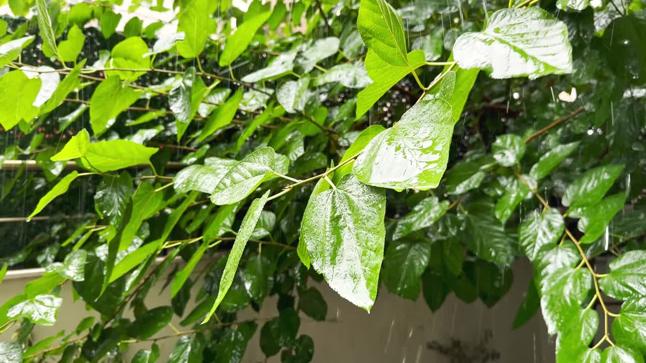 cuando la lluvia torrencial cae sobre las hojas de los árboles