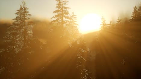 pine forest on sunrise with warm sunbeams