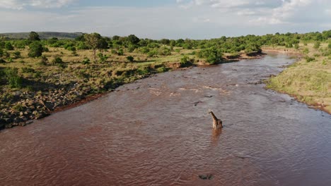 Toma-Aérea-De-Drones-Del-Paisaje-Del-Río-Mara-Y-El-Cruce-De-Jirafas-En-La-Reserva-Nacional-De-Maasai-Mara,-Kenia,-áfrica,-Hermosos-árboles-Naturales-Africanos,-Increíble-Comportamiento-Animal-Fauna-Safari-Animal