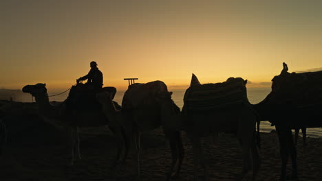 camels at sunrise/sunset on the beach