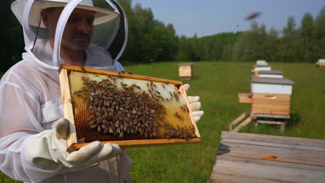 a beekeeper inspects a frame of bees at an apiary