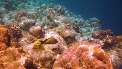 el arrecife de coral en las maldivas