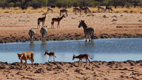 zebras and springboks at a waterhole in namibia