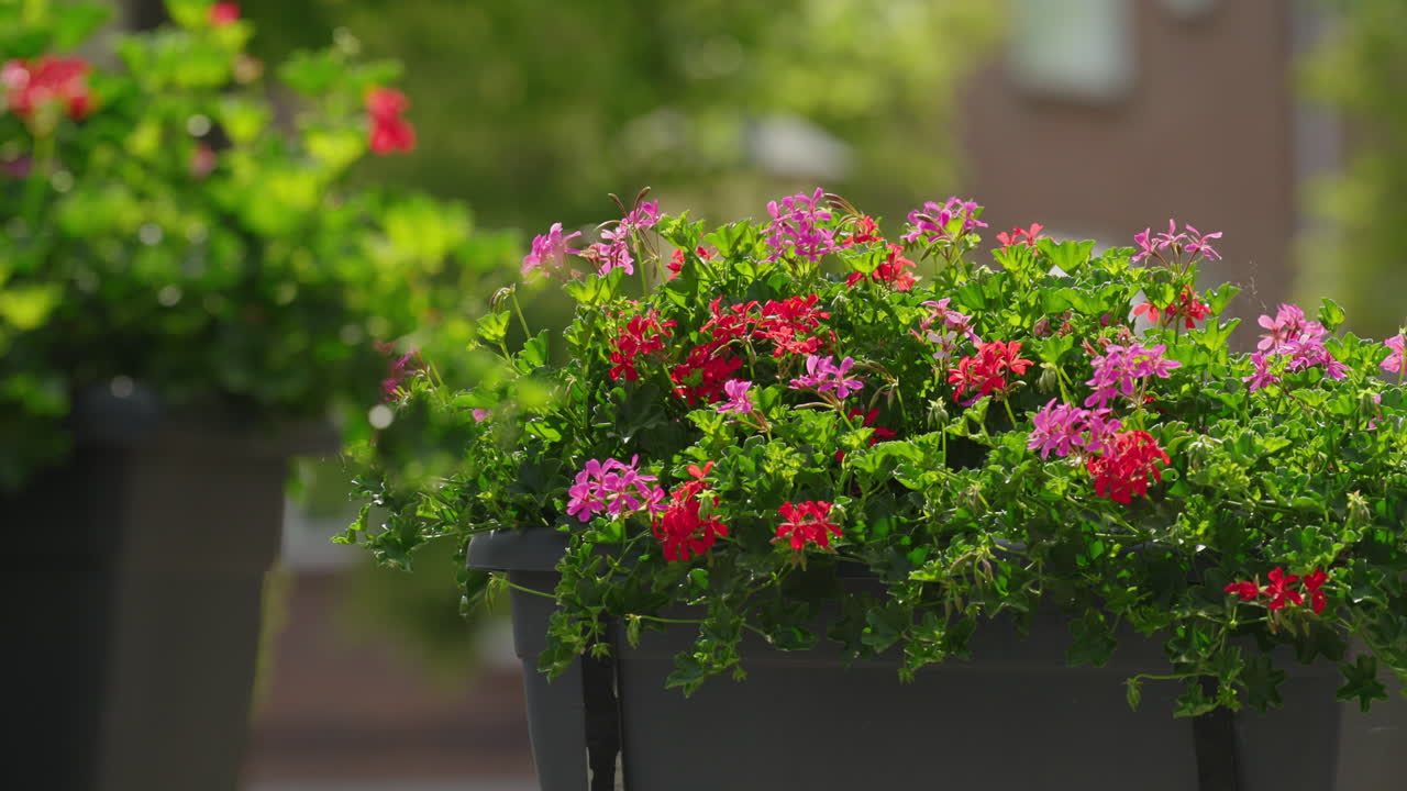 Close up of vibrant pink and red geranium flowers blooming in a large city planter on a sunny summer or spring day