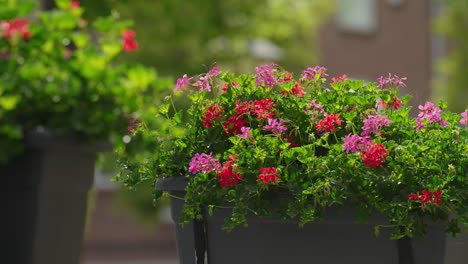 close up of vibrant pink and red geranium flowers blooming in a large city planter on a sunny summer or spring day