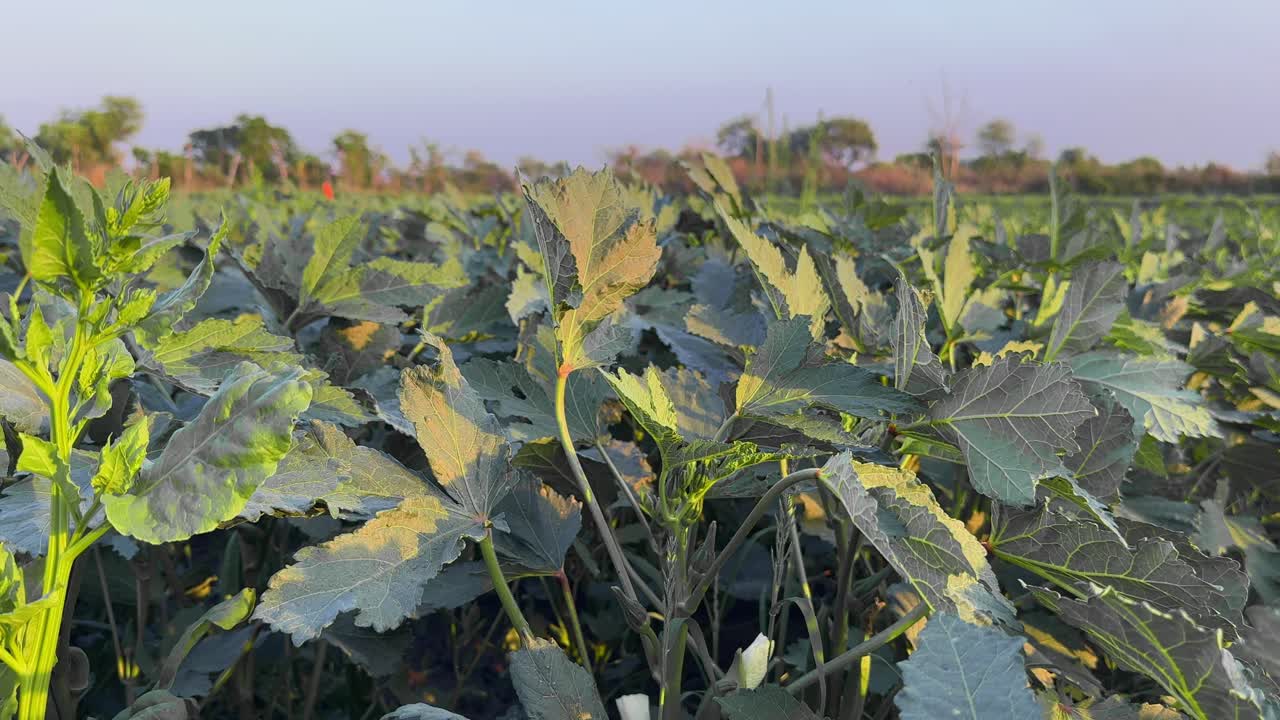 Tracking shot of Okra also known as lady's fingers growing in the field