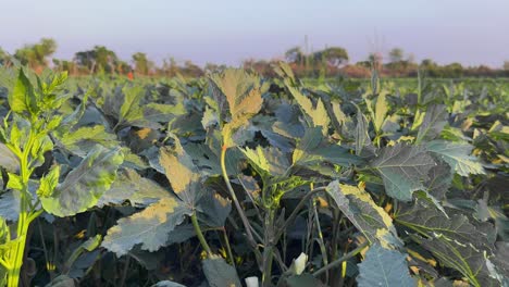 tracking shot of okra also known as lady's fingers growing in the field