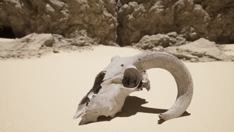 animal skull in a desert landscape