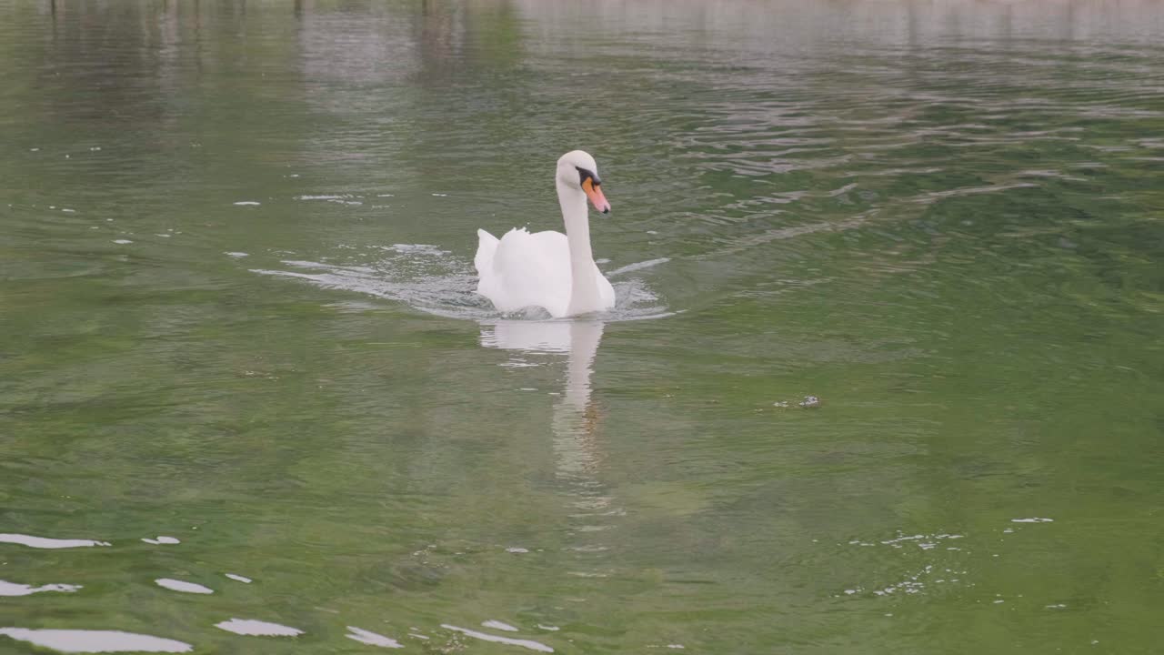 dos cisnes blancos nadan en el lago con agua verde bajo el paisaje de la luz del sol