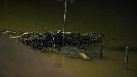 debris accumulates around submerged poles in the floodwaters of the danube river