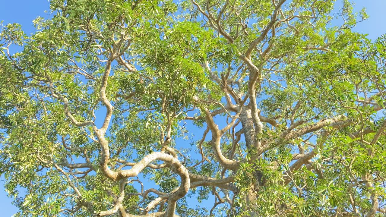 Lush healthy green tree leaves against a blue sky