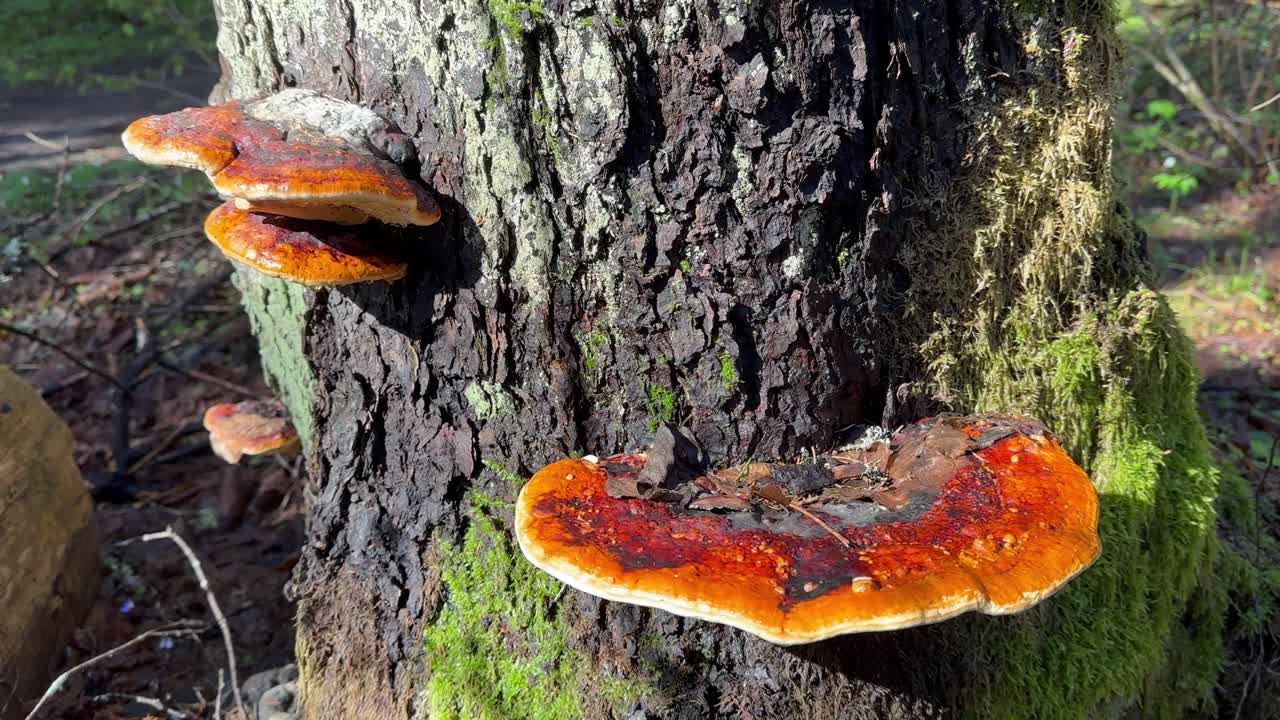 Red-belted conk (Fomitopsis pinicola) on a tree trunk in the wild. Estonia.