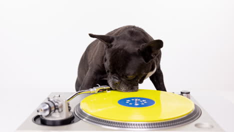 dj french bulldog with headphones and turntables