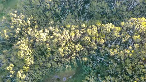 Top-down-travelling-footage-of-a-forest-at-the-Reunion-island