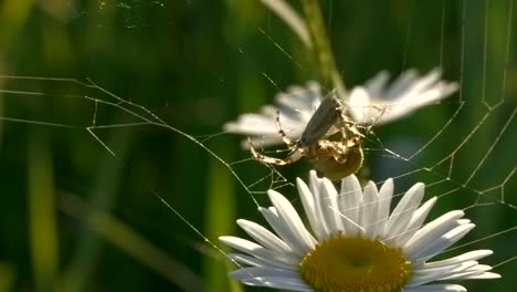 spider on a web with daisy