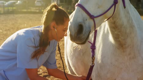 médico veterinario revisando el caballo 4k