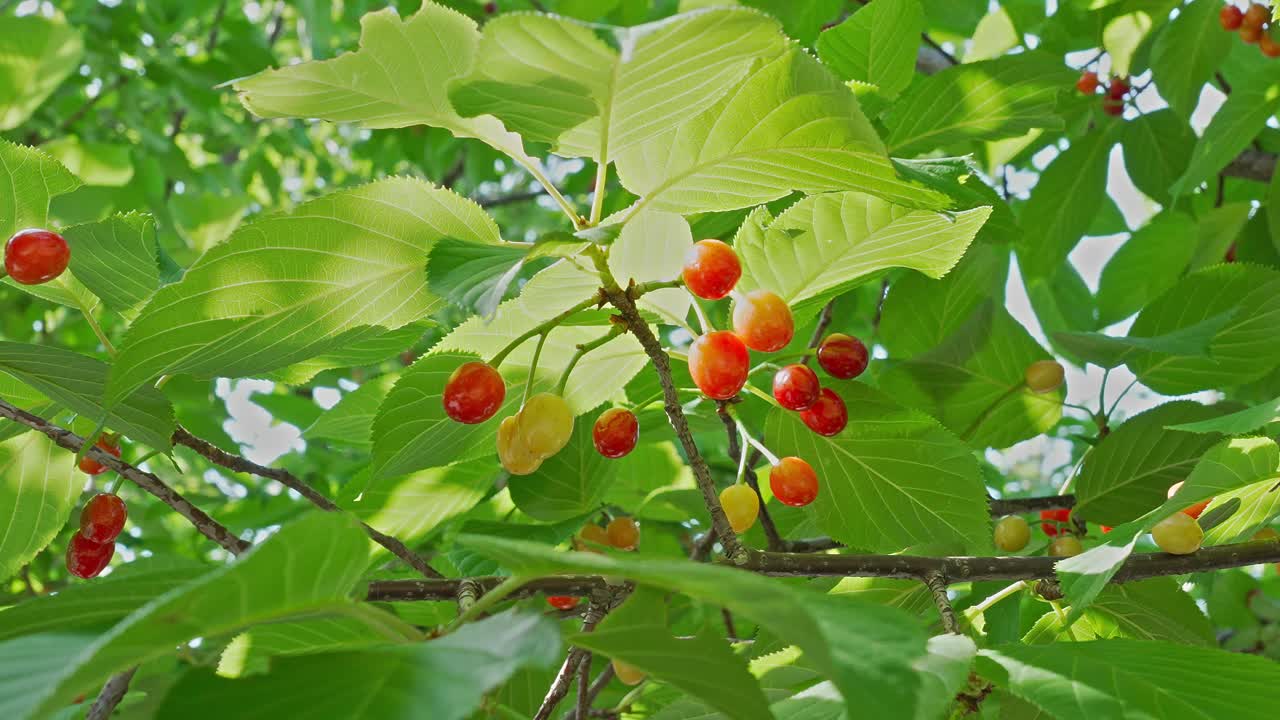 Close-up of red and yellow cherries ripening on a branch, surrounded by vibrant green leaves. A sign of summer and fresh fruit
