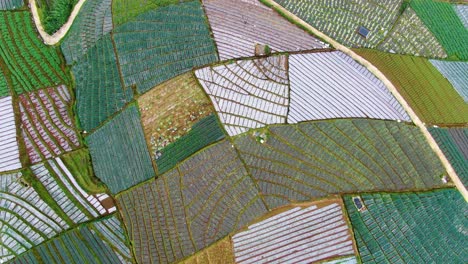 Patchwork-fields-aerial-view,-scenery-of-tropical-leek-plantation-in-Indonesia