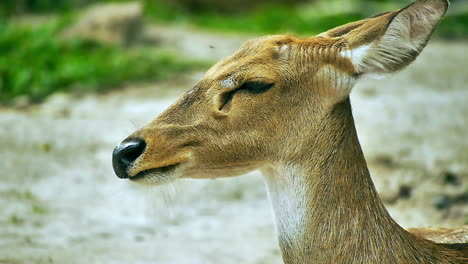 wild deer in a lush natural setting at an open zoo in thailand, roaming, grazing, and interacting peacefully among green trees and grass in their natural‑style habitat