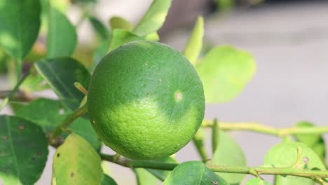 observe the detailed progression of a lime maturing on its branch amidst vibrant green leaves.