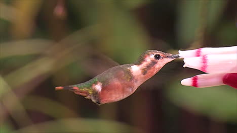 un primer plano extremo de una toma en cámara lenta de un pequeño colibrí tubular de flor de woodtsar