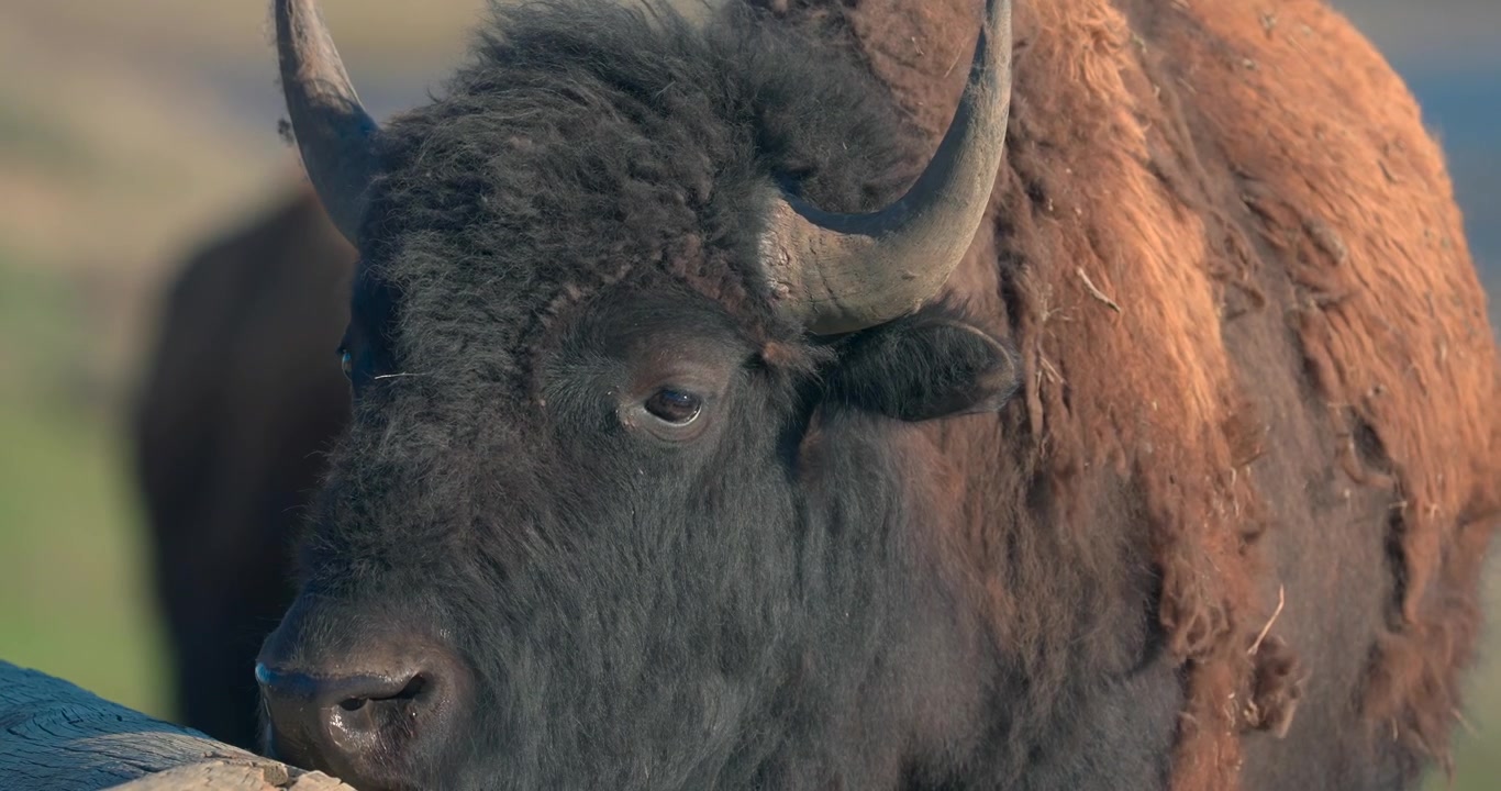 Si può vedere un bisonte che annusa una recinzione di legno, nel Parco Nazionale di Yellowstone