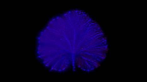 Kirlian-photography-of-Geranium-leaf-