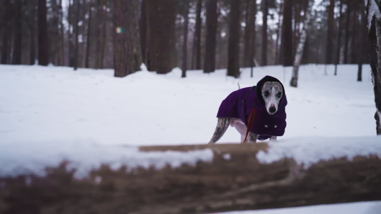 Greyhound dog wearing purple jacket stands on snowy forest trail behind snow-covered log, gazing curiously toward camera. Tranquil winter landscape filled with tall pine trees adds peaceful mood to scene