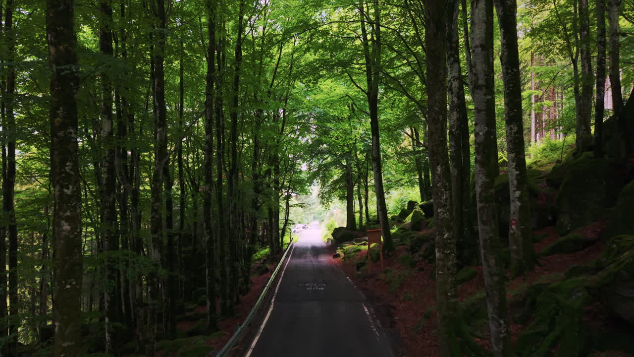 Aerial shot of a forest road in Switzerland, drone tilts up above green trees and red leaves, revealing dense woodland