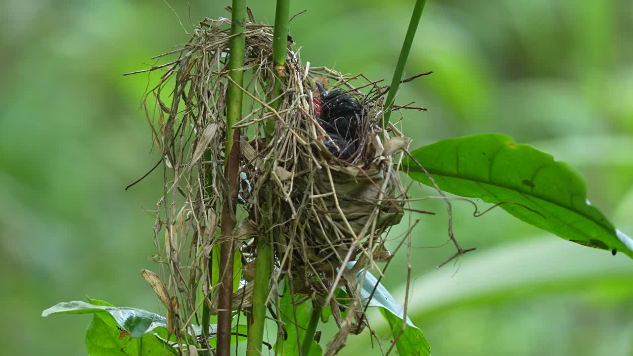 Pulcino di Surniculus lugubris (Cuculo Drongo) in un nido, probabilmente una situazione di nidificazione parassitaria. Il nido è ben nascosto tra il fogliame verde, suggerendo un ambiente naturale e selvaggio