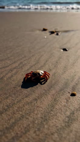 cangrejo en la playa