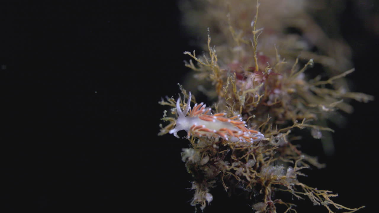 nudibranch escondiéndose en algunas malezas marinas en un fondo negro