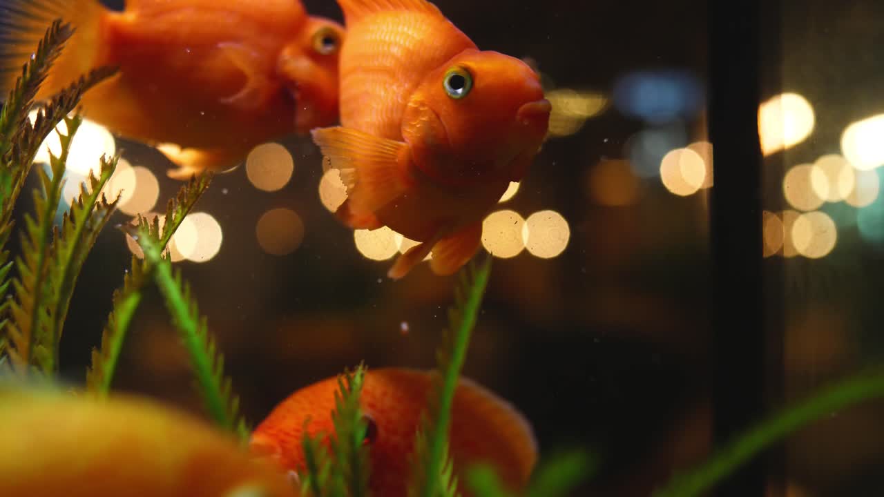 оранжевая рыба в аквариуме