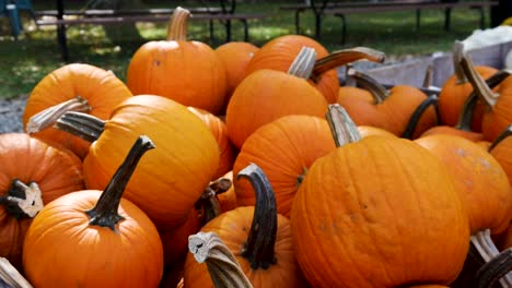 pumpkins in a wooden bin