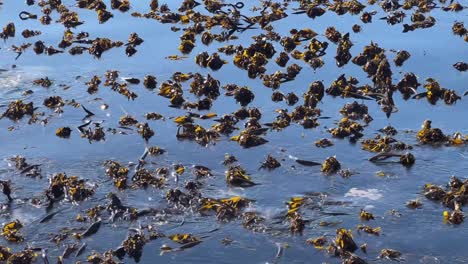 a bed of seaweed moving on the tide