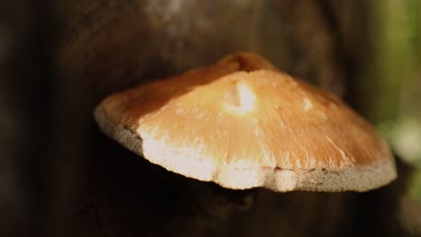 wild forest mushroom growing out of a log during the autumn season