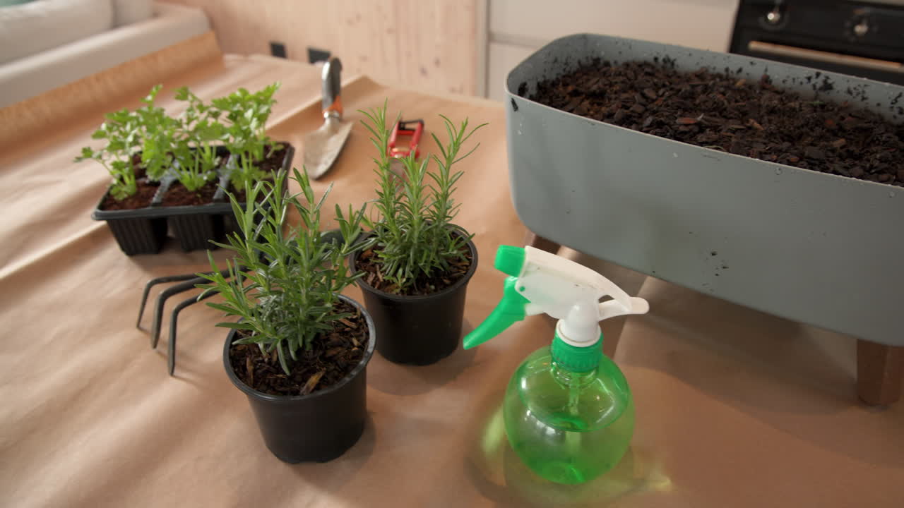 Herb gardening at home with rosemary, parsley, and watering spray bottle