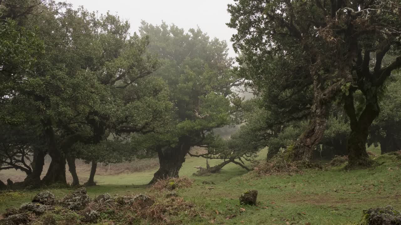 timelapse de intervalo rápido de grandes robles que se cubren de niebla en el bosque de laurissilva en madeira, portugal