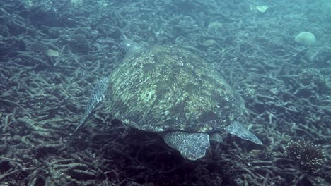 huge female old big sea turtle swimming in deep blue ocean among coral reef. close up. ocean wildlife