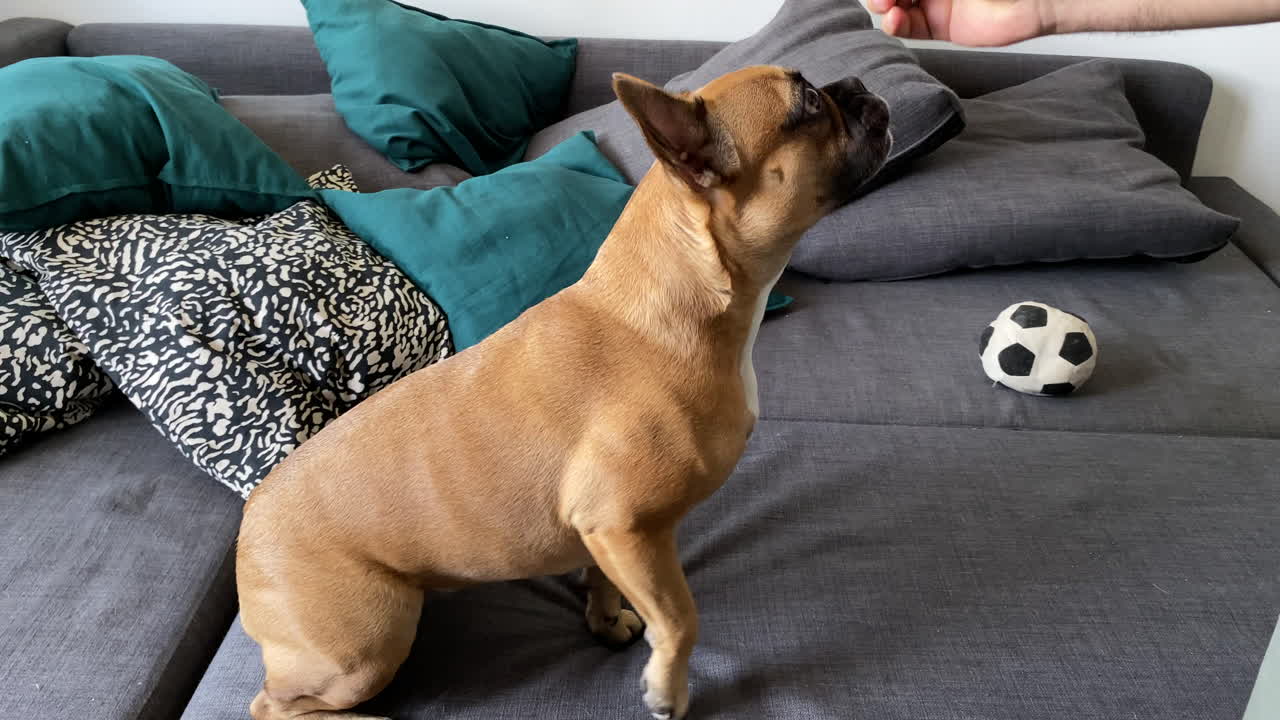 Cute Brown, Black Nosed French Bulldog Eats some food then Gives Paw and High Fives a Man on a Blue Couch