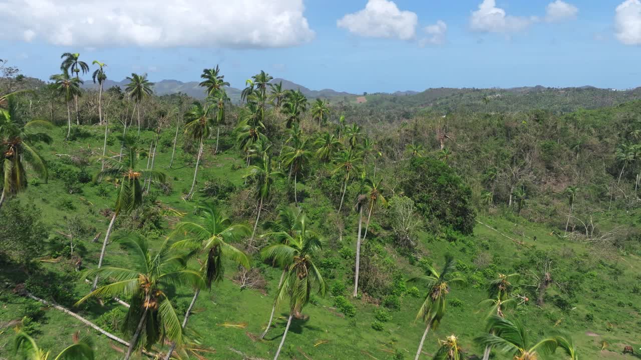 avance aéreo sobre palmeras arrancadas por la furia del huracán fiona, samana en república dominicana