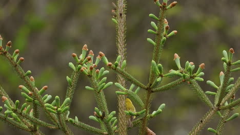 Una-Curruca-Amarilla-Hembra-En-La-Parte-Superior-De-Un-Pino