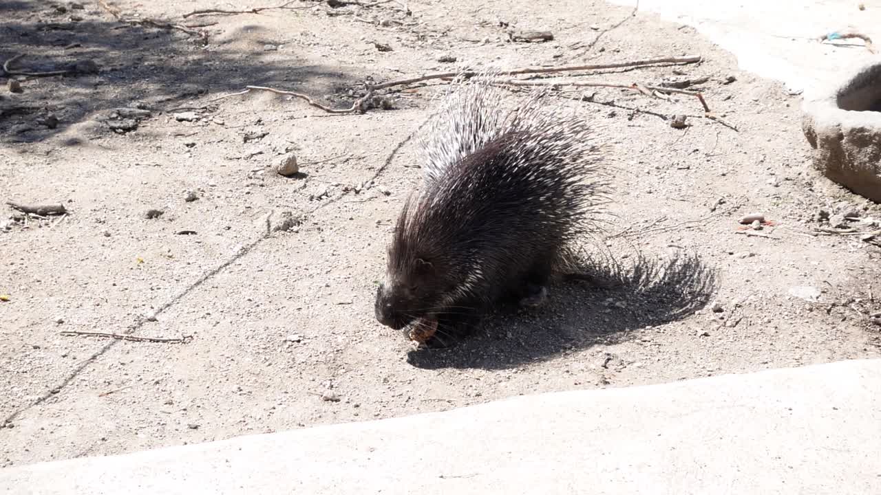 교육 농장에서 빵을 먹는 고슴도치
