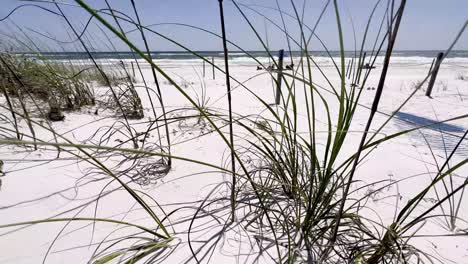 sea grass and oats deer lake beach florida