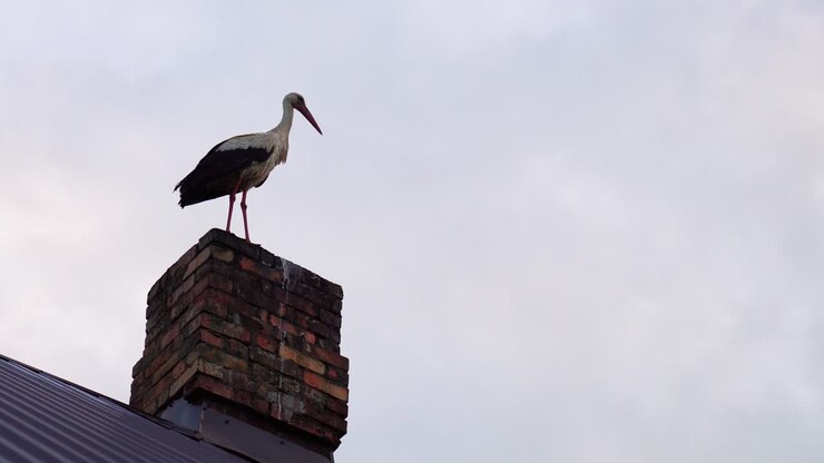 Una cicogna bianca solitaria si erge su un vecchio camino in mattoni di una casa, con sfondo di cielo grigio, Lettonia.