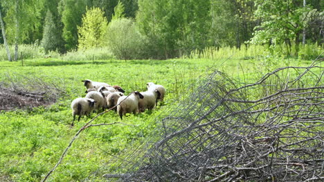 flock of sheep walk to center of forest