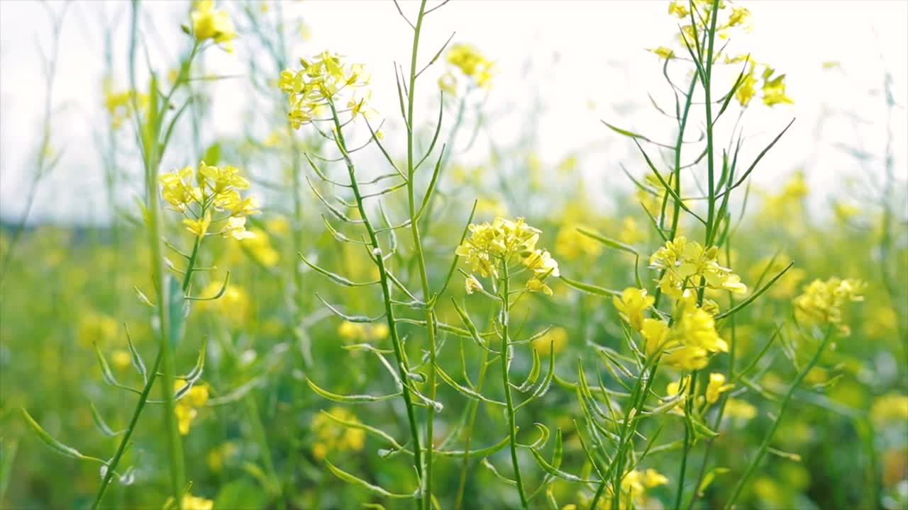 Mustard flowers. Mustard &ndash; mystical flower of happiness and health.