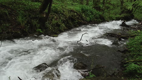 fast-flowing mountain stream in a lush forest