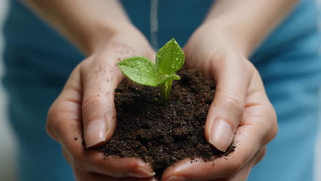 hands nurturing a young plant in soil