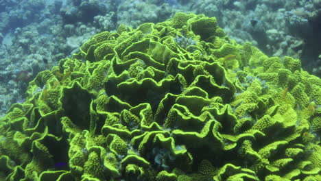 coral de hoja de lechuga en el arrecife del mar rojo rodeado de peces anthias